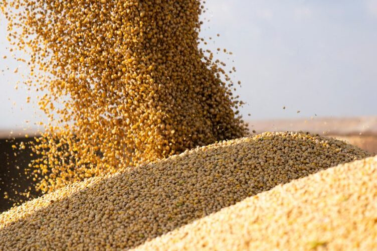 Exportaciones de soja en febrero generaron USD 681 millones, con Argentina y Brasil como principales destinos
