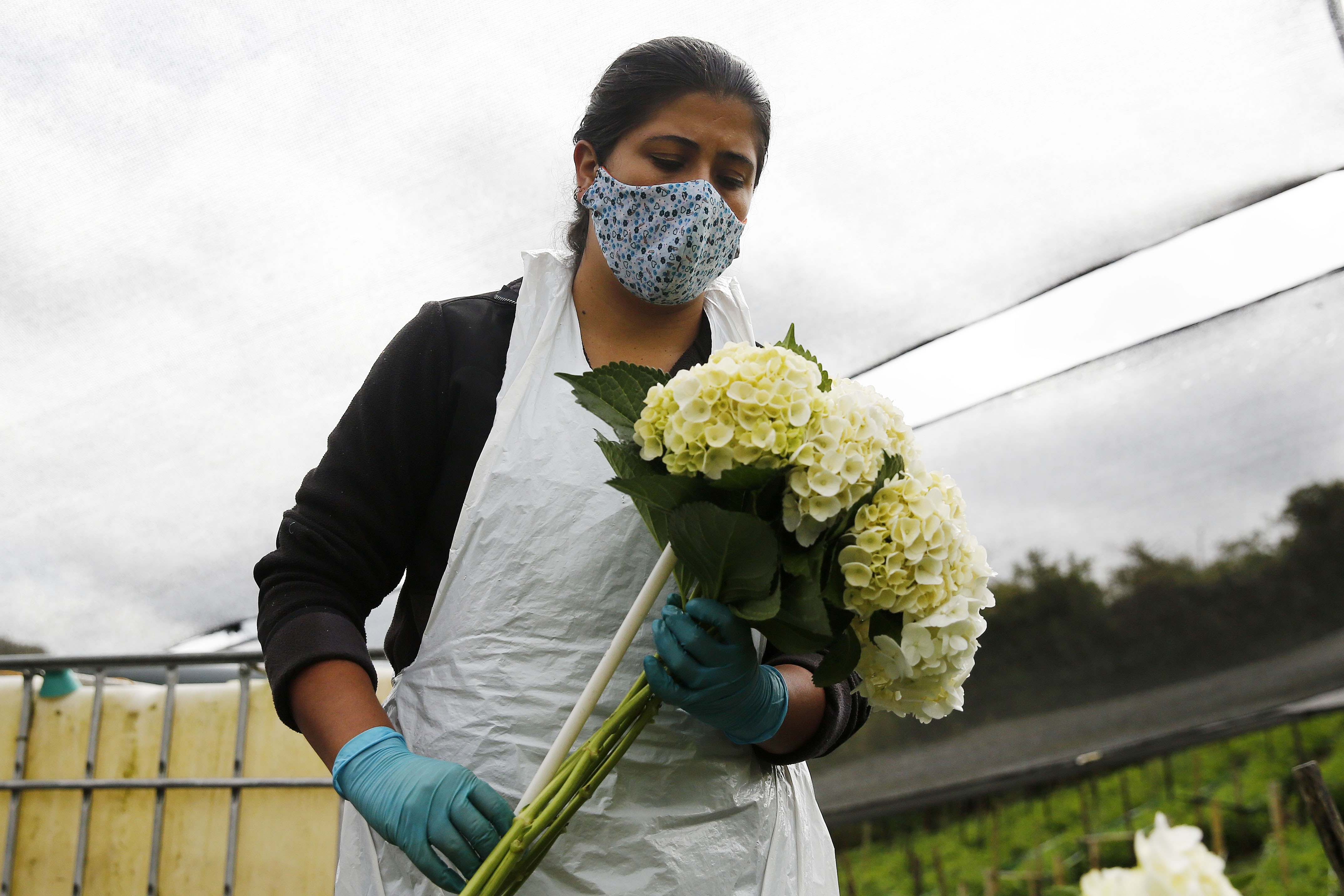 Agroempresa colombiana coquetea con sus hortensias en el mercado  internacional - MarketData