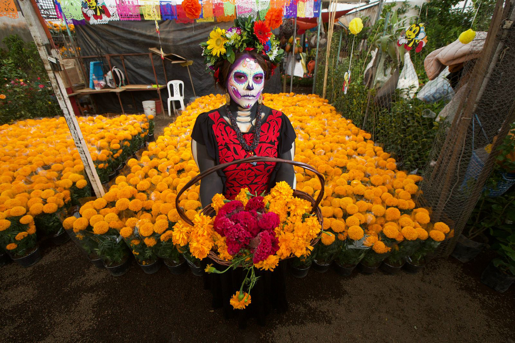 La producción mexicana de la flor de cempasúchil aumenta hasta las 20.245  toneladas - MarketData