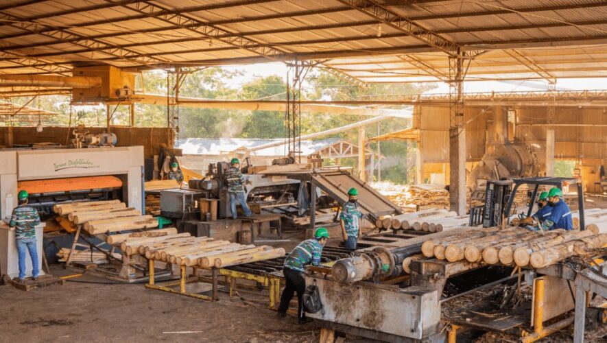 Paraguay mostrará su transformación forestal en la nueva edición de la Expo Madera 2025