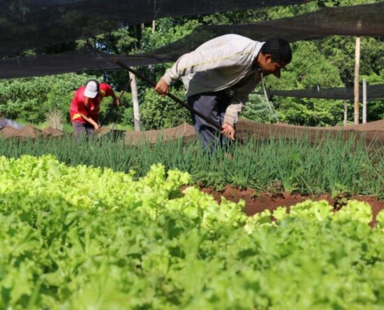 Producción agropecuaria