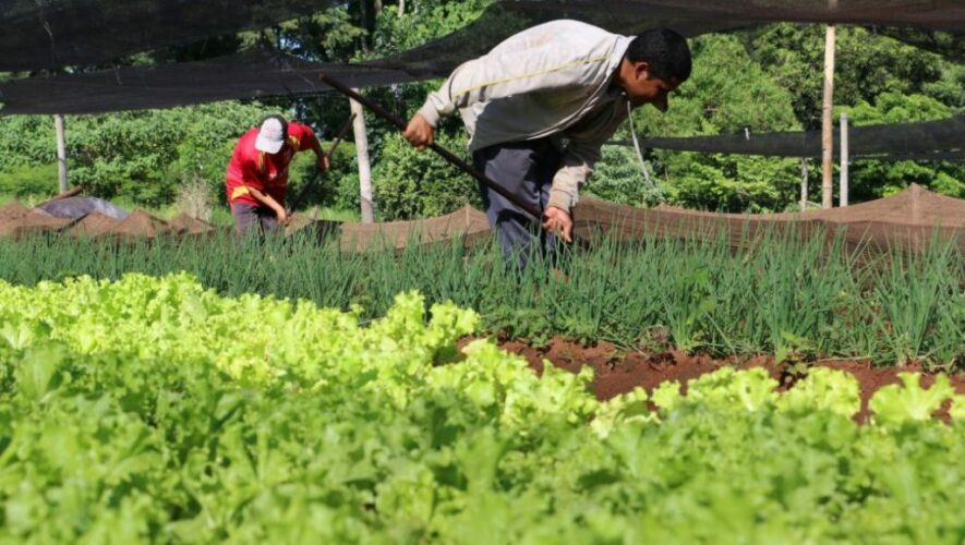 Producción agropecuaria